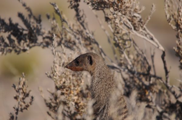 Mangouste rayee Banded mongoose Mungos mungo